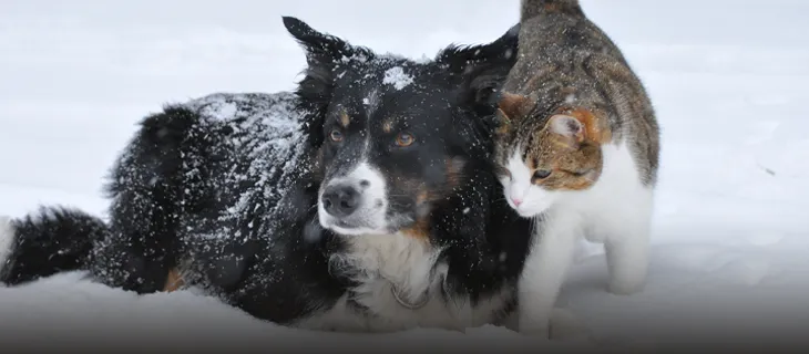 Dyreartikler til hund, kat og kæledyr hos Pisiffik